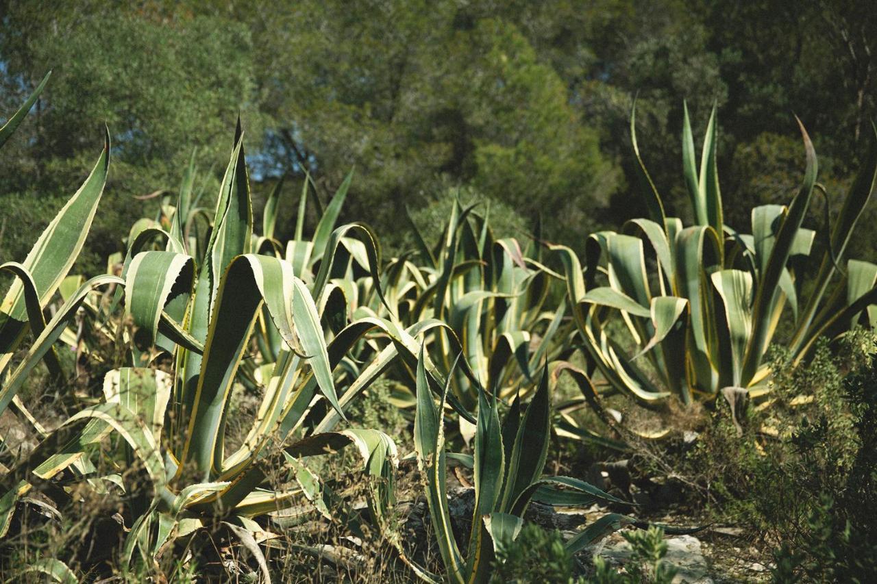 Masia Bartomeu Rural House Between Vineyards 2Km From The Beach El Vendrell Zewnętrze zdjęcie